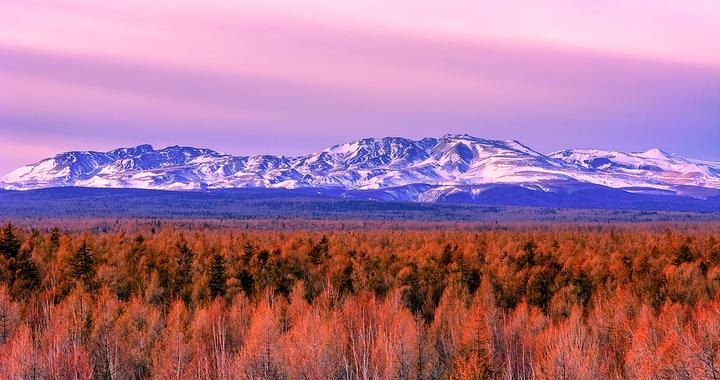 【记者视野】行走长白山40年,这位科考人“给植物拍身份证”